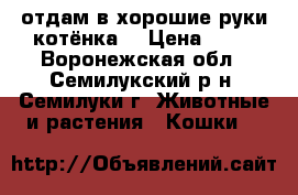 отдам в хорошие руки котёнка  › Цена ­ 25 - Воронежская обл., Семилукский р-н, Семилуки г. Животные и растения » Кошки   